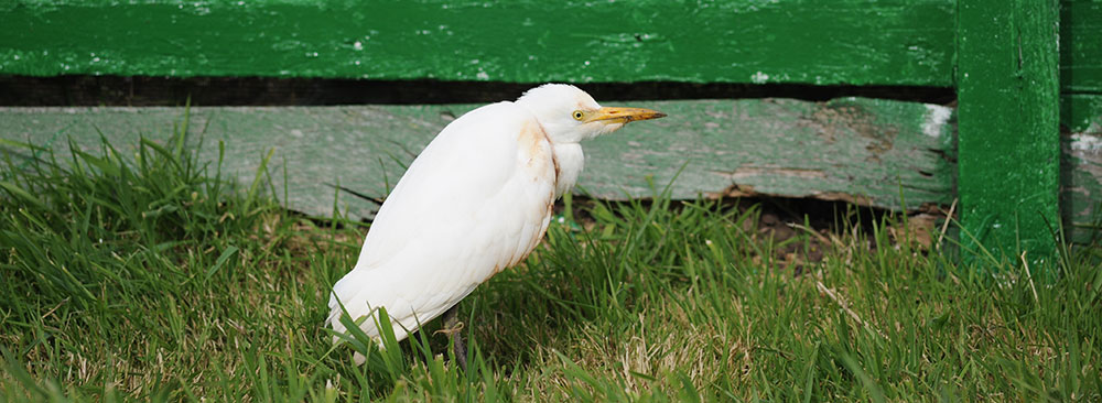 Cattle egret, Falkland Islands